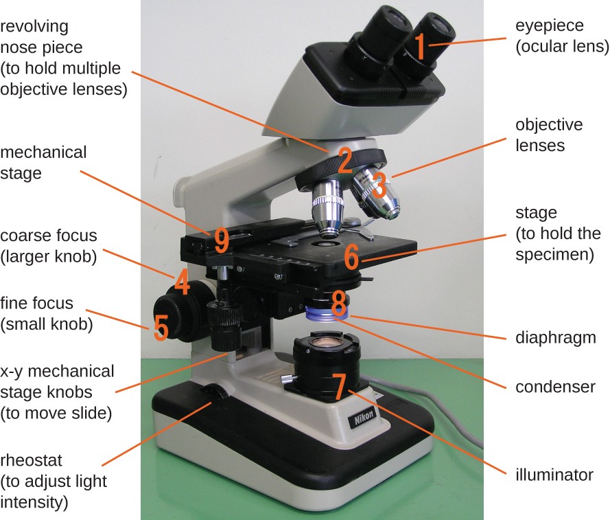 labelled microscop