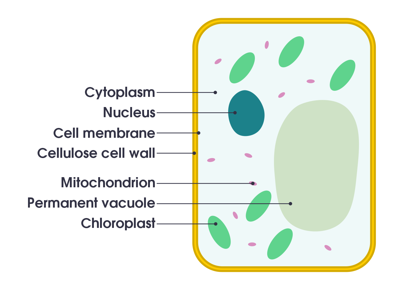 palisade cell