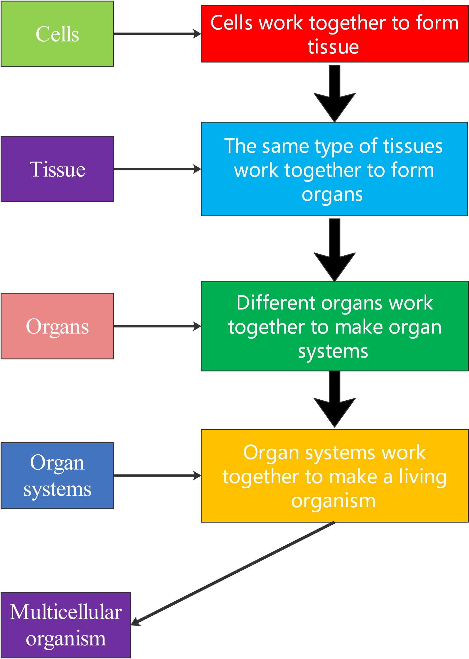 Flow diagram of organisation