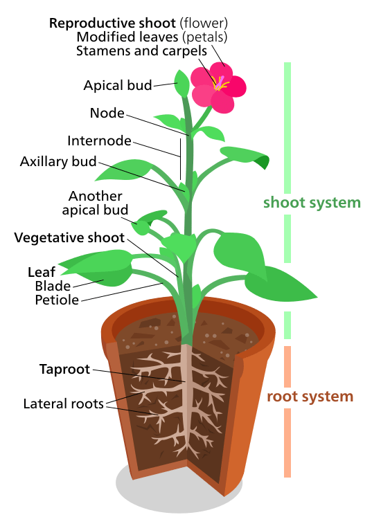 Plant organ systems
