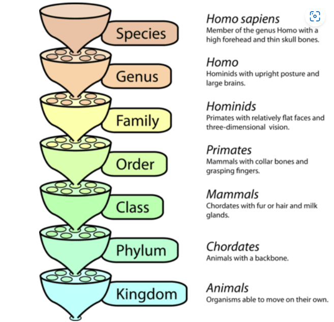 Human classification system