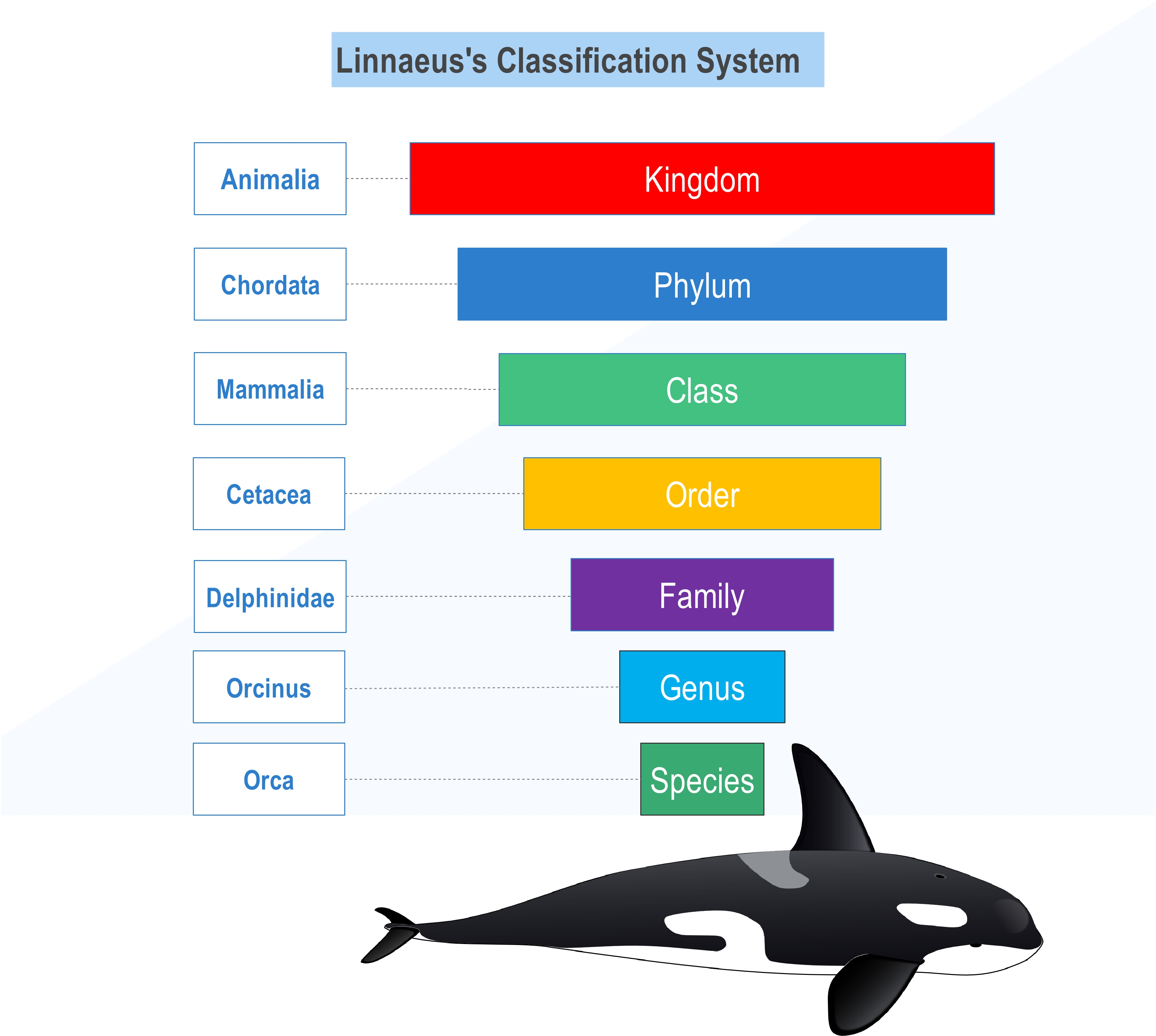 Orca classification