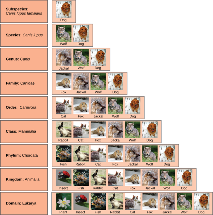 taxonomic classification