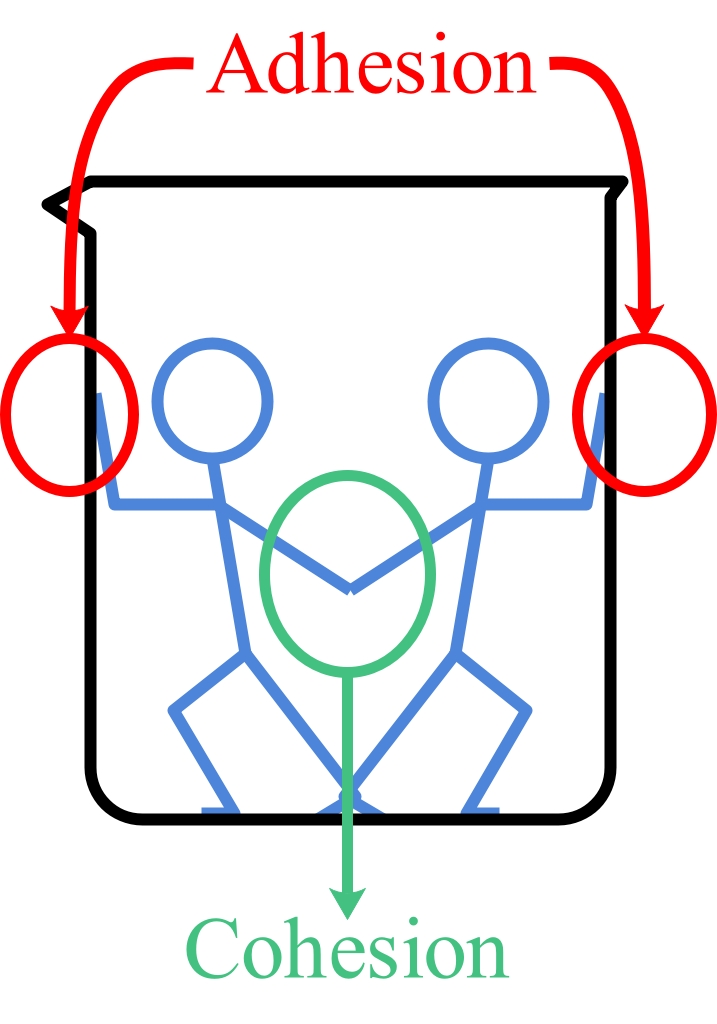 Adhesion and cohesion