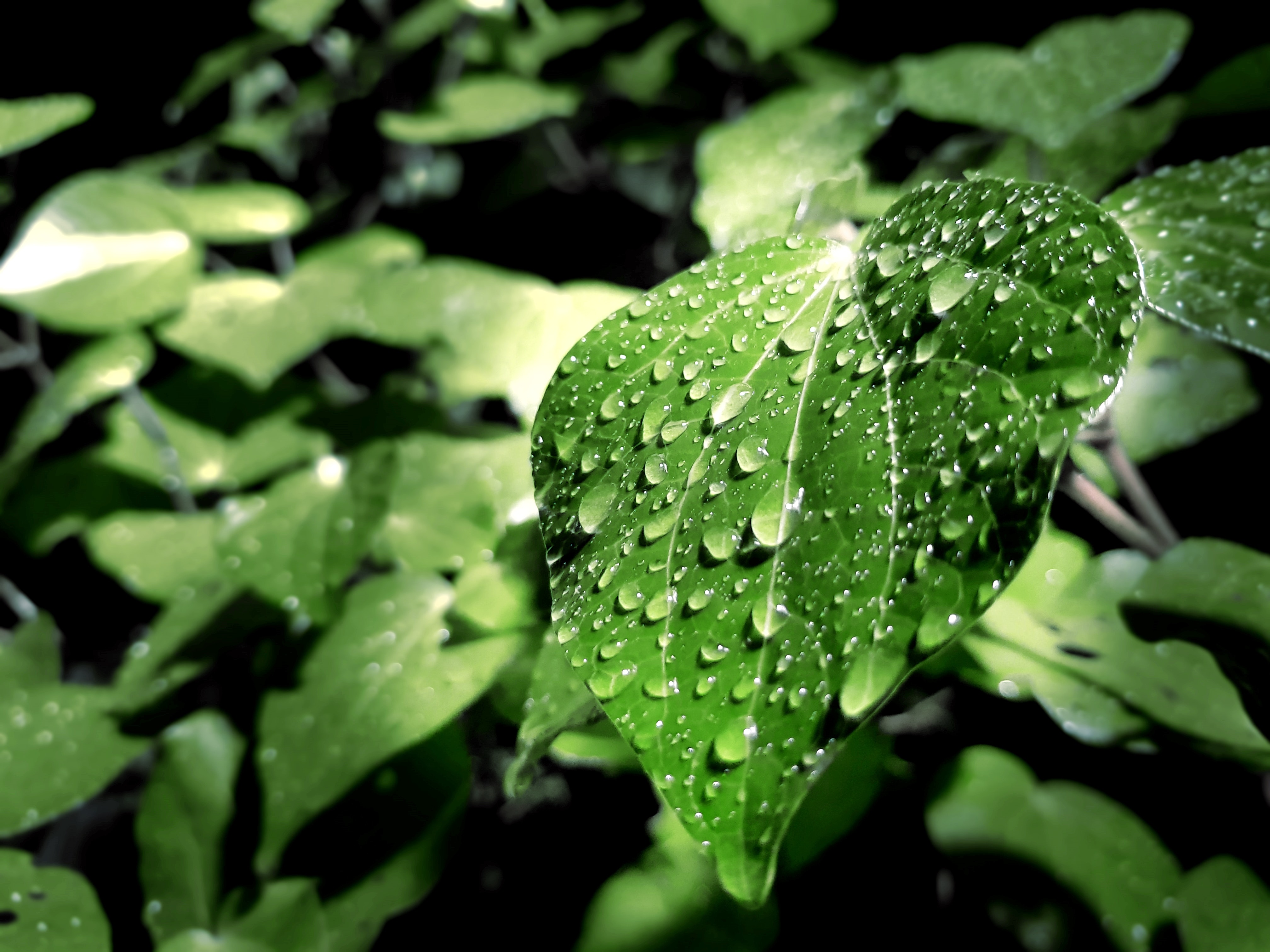 Water drops on a leaf