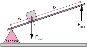 class 2 lever